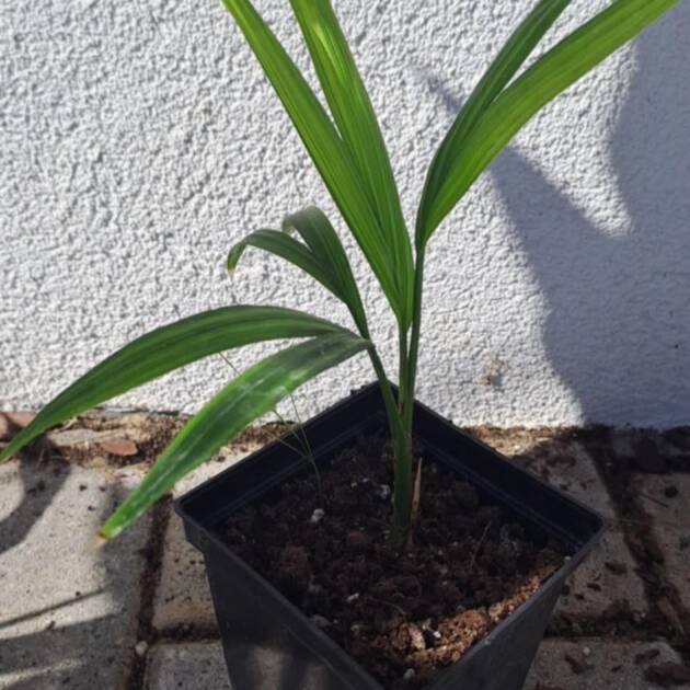 Ravenea rivularis