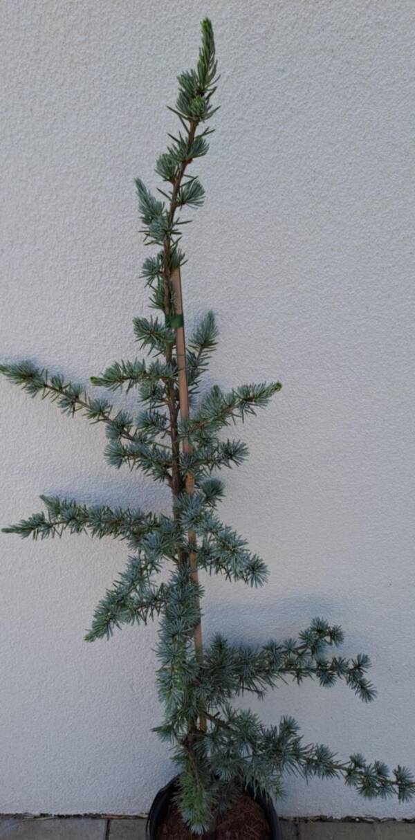 Kék libanoni cédrus- Cedrus libani 'glauca' - Image 2