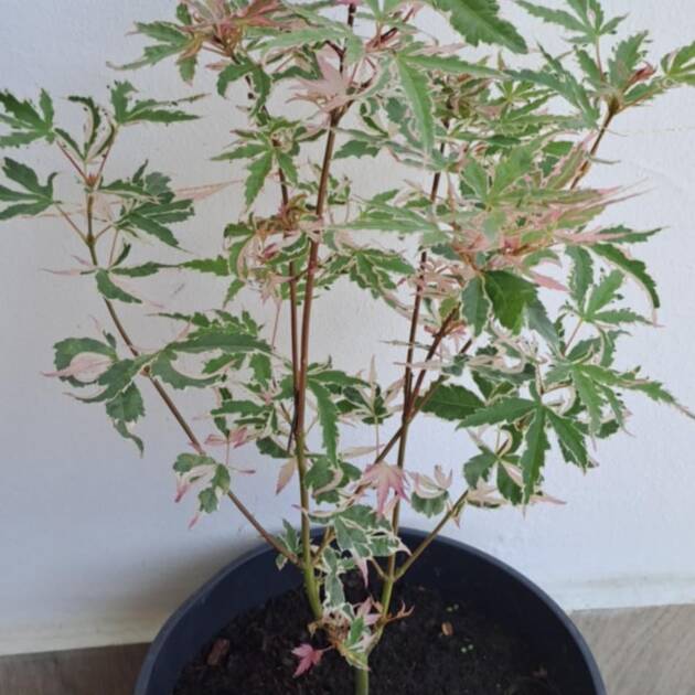 Acer palmatum 'Iyoshi'