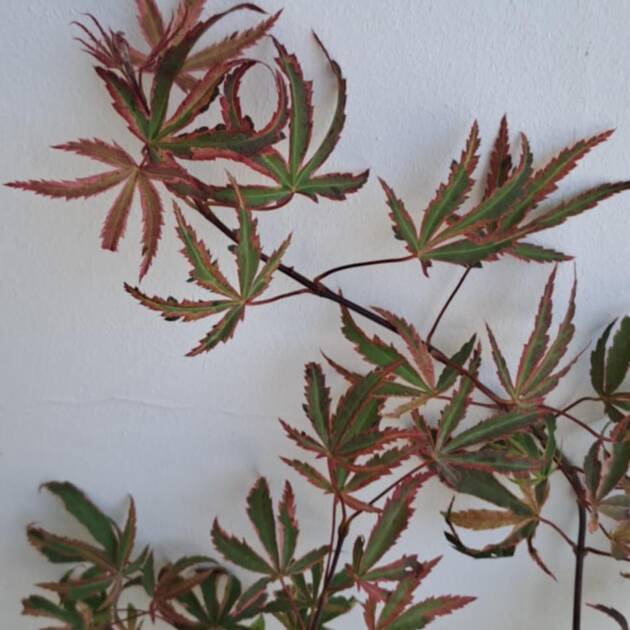 Acer palmatum 'Pink Passion'