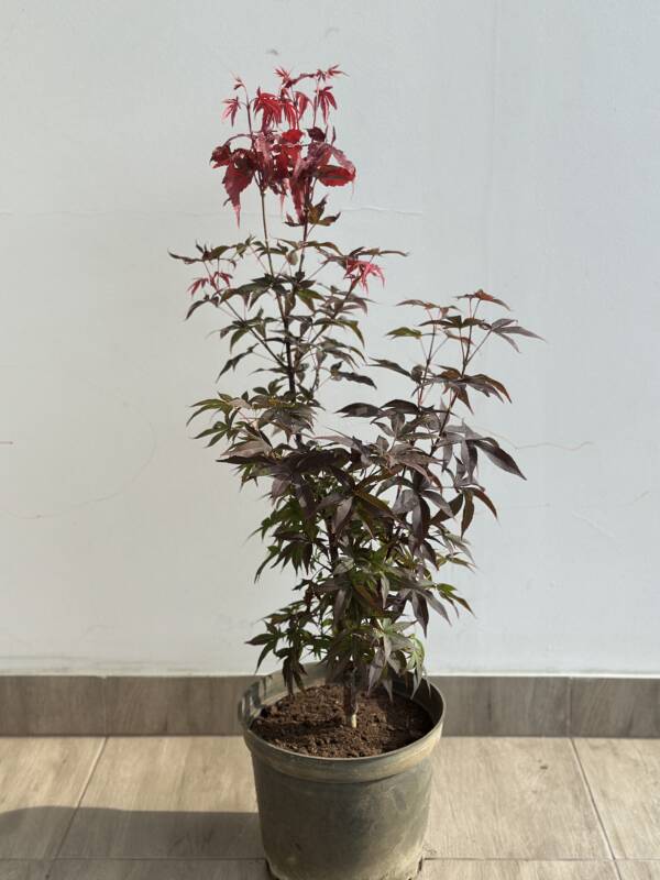 Acer palmatum 'Twombley's Red Sentinel'