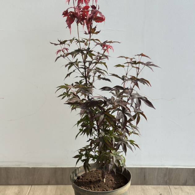 Acer palmatum 'Twombley's Red Sentinel'