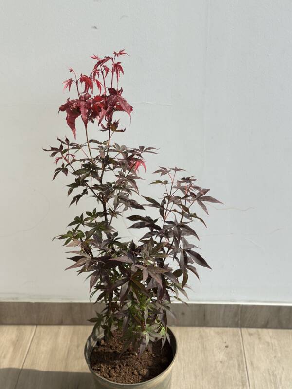 Acer palmatum 'Twombley's Red Sentinel' - Image 2