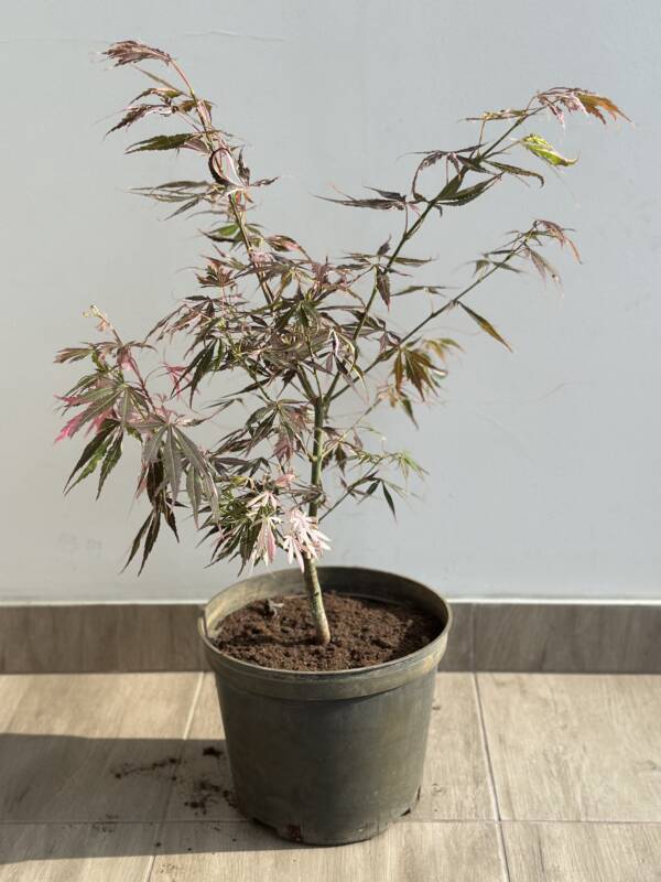 Acer palmatum 'Extravaganza'