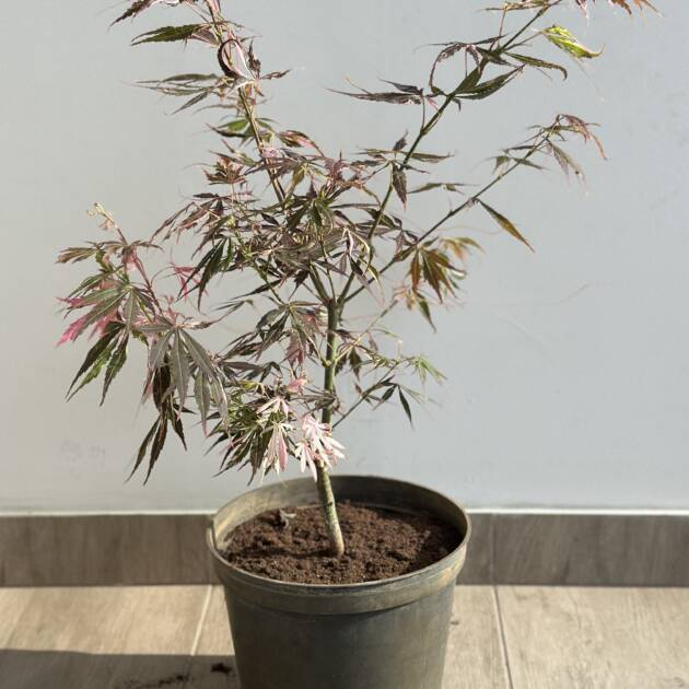 Acer palmatum 'Extravaganza'