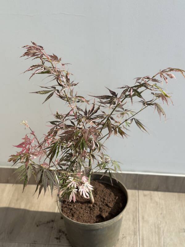 Acer palmatum 'Extravaganza' - Image 2