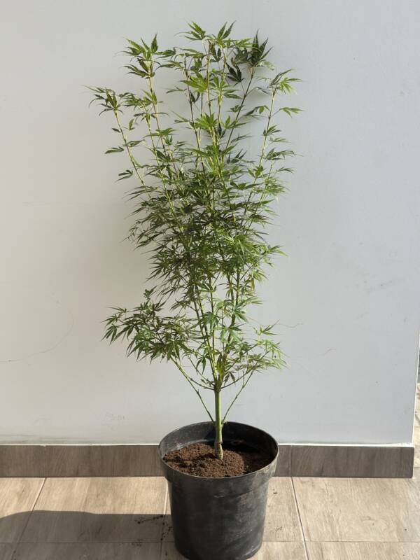 Acer palmatum 'Jerre Schwartz'