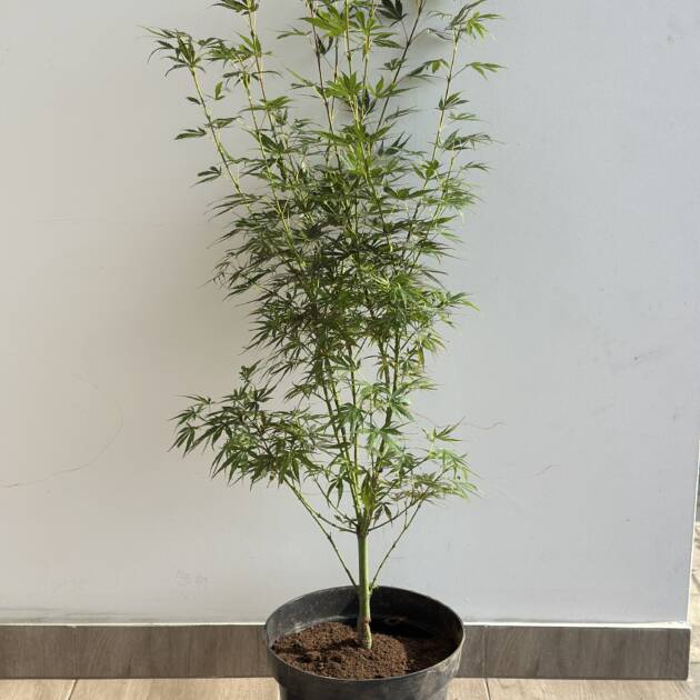 Acer palmatum 'Jerre Schwartz'