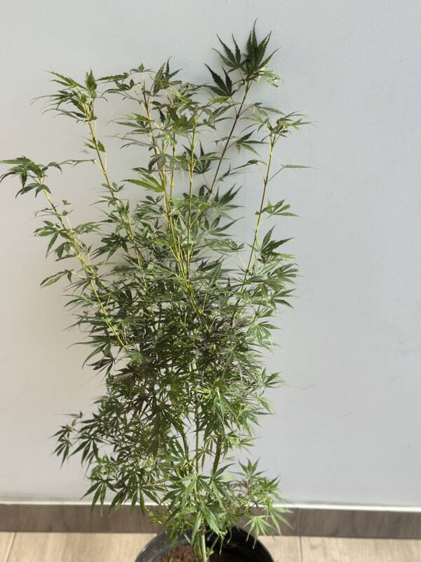Acer palmatum 'Jerre Schwartz' - Image 2