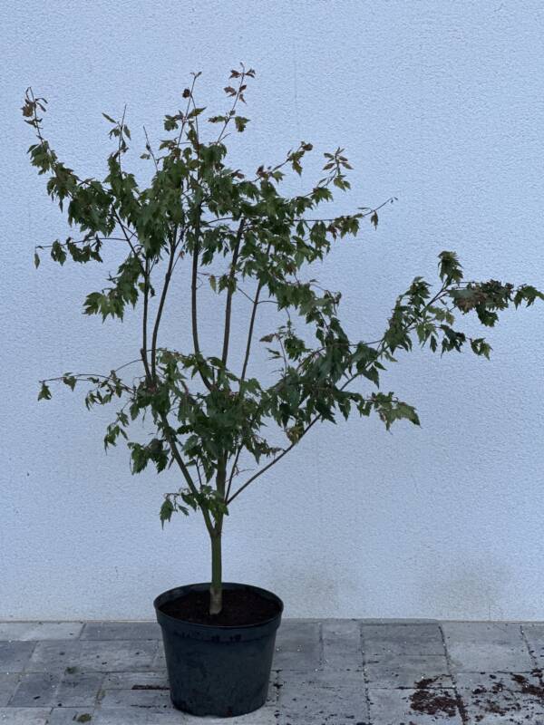 Acer palmatum 'Verkade's Jacus Potus'
