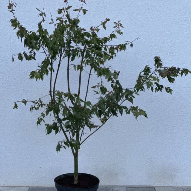 Acer palmatum 'Verkade's Jacus Potus'
