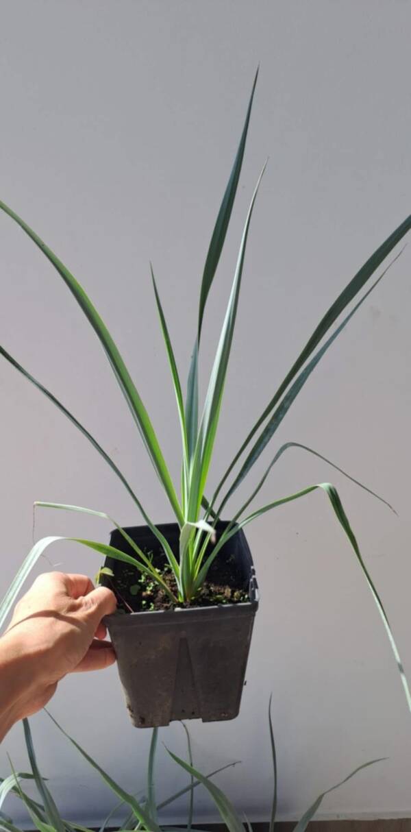 Yucca Rigida