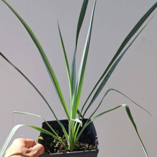 Yucca Rigida