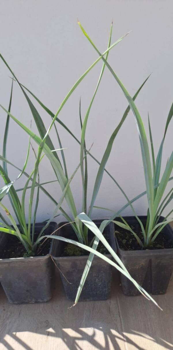 Yucca Rigida - Image 4