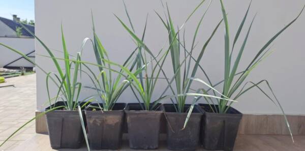 Yucca Rigida - Image 3