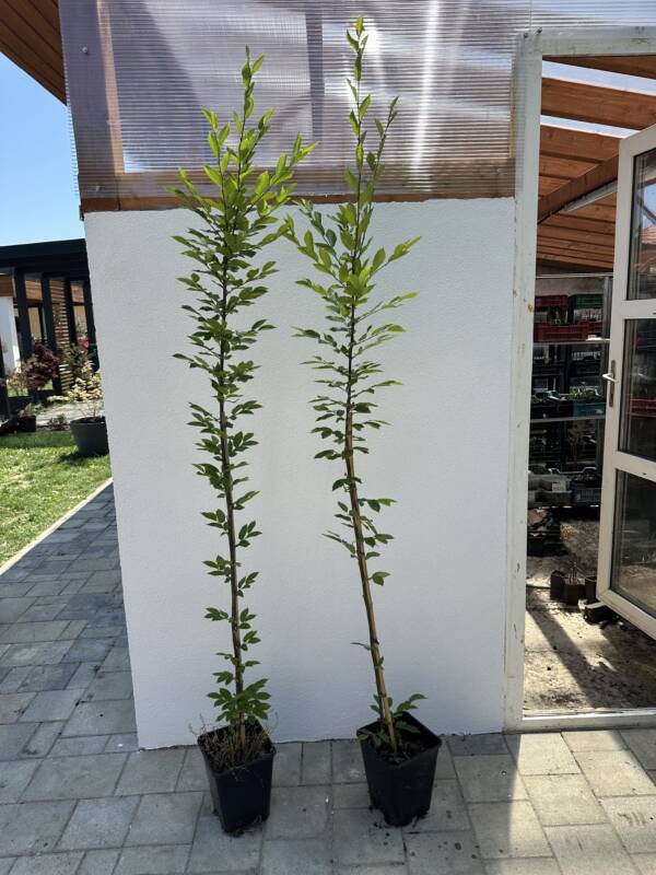 Oszlopos gyertyán - Carpinus betulus 'Fastigiata'