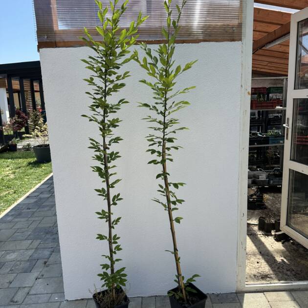 Oszlopos gyertyán - Carpinus betulus 'Fastigiata'