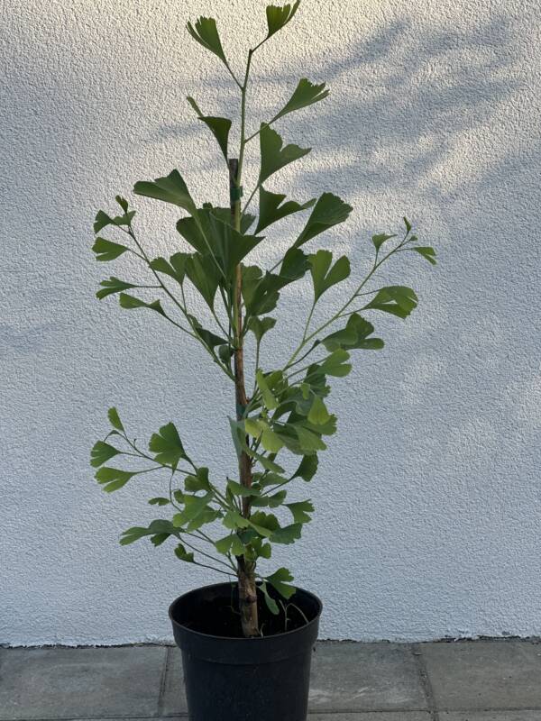 Oszlopos páfrányfenyő - Ginkgo Biloba 'Blagon'
