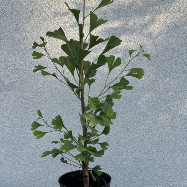 Oszlopos páfrányfenyő - Ginkgo Biloba 'Blagon'