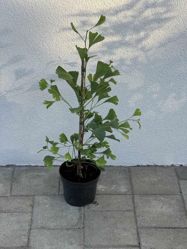Oszlopos páfrányfenyő - Ginkgo Biloba 'Blagon' - Image 2