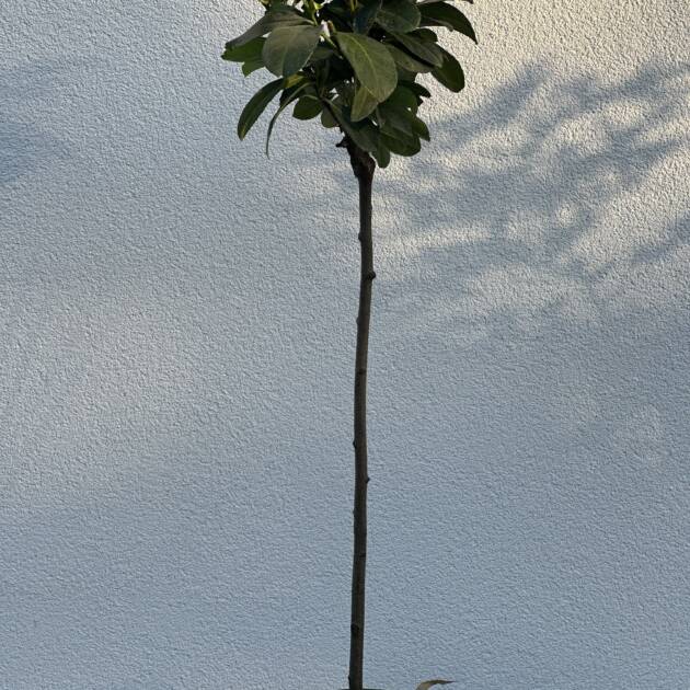 Törzses babérmeggy - Prunus laurocerasus 'Etna'