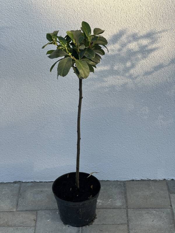 Törzses babérmeggy - Prunus laurocerasus 'Etna' - Image 3