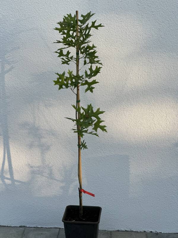 Amerikai aranytölgy - Quercus rubra 'Haaren'