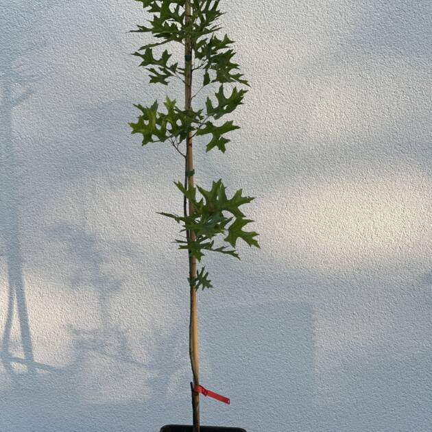 Amerikai aranytölgy - Quercus rubra 'Haaren'