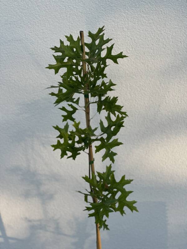 Amerikai aranytölgy - Quercus rubra 'Haaren' - Image 2