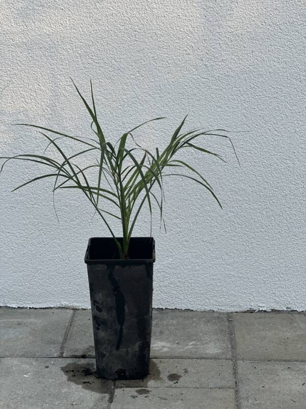 Törpe datolyapálma - Phoenix roebelenii - Image 2
