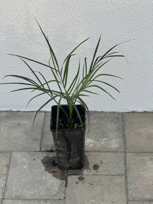 Törpe datolyapálma - Phoenix roebelenii