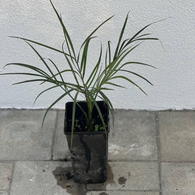 Törpe datolyapálma - Phoenix roebelenii