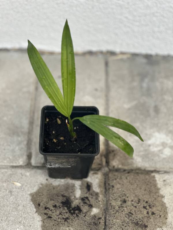 Ravenea rivularis - Image 2