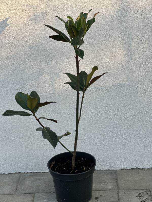 Örökzöld magnólia - Magnolia grandiflora 'Gallisoniensis'