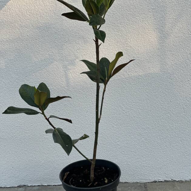 Örökzöld magnólia - Magnolia grandiflora 'Gallisoniensis'