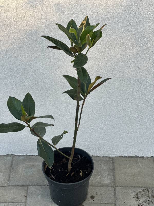 Örökzöld magnólia - Magnolia grandiflora 'Gallisoniensis' - Image 2