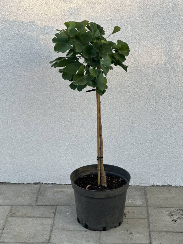 Törpe páfrányfenyő - Ginkgo biloba 'Mariken'