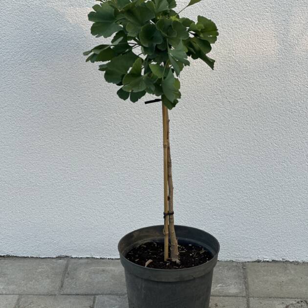 Törpe páfrányfenyő - Ginkgo biloba 'Mariken'