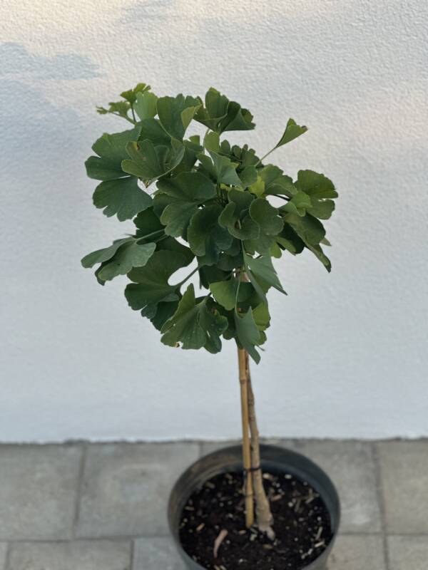 Törpe páfrányfenyő - Ginkgo biloba 'Mariken' - Image 2