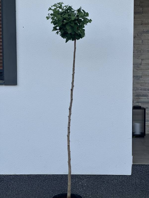 Törpe páfrányfenyő - Ginkgo biloba 'Mariken'