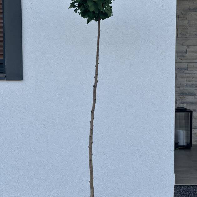 Törpe páfrányfenyő - Ginkgo biloba 'Mariken'