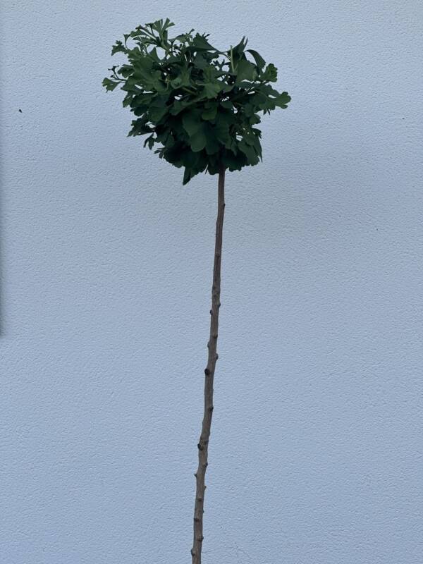 Törpe páfrányfenyő - Ginkgo biloba 'Mariken' - Image 2