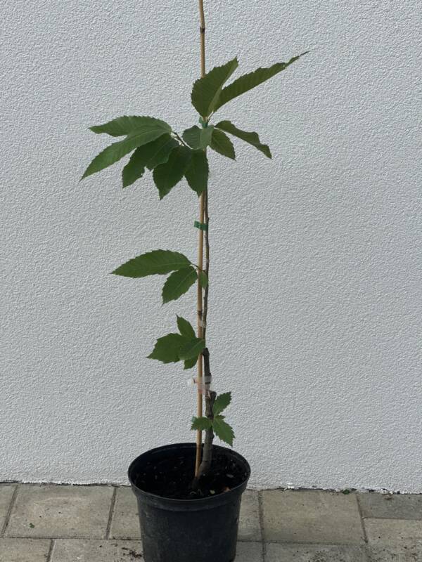 Szelídgesztenye - Castanea sativa 'Bouchle de Betizac'