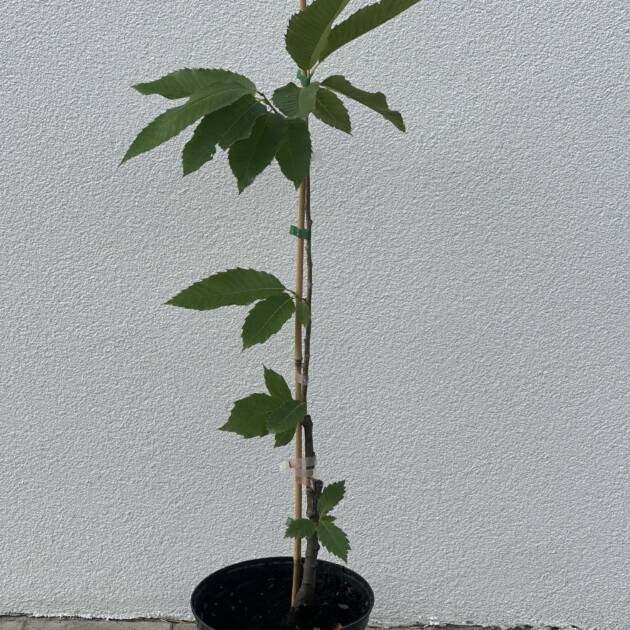Szelídgesztenye - Castanea sativa 'Bouchle de Betizac'