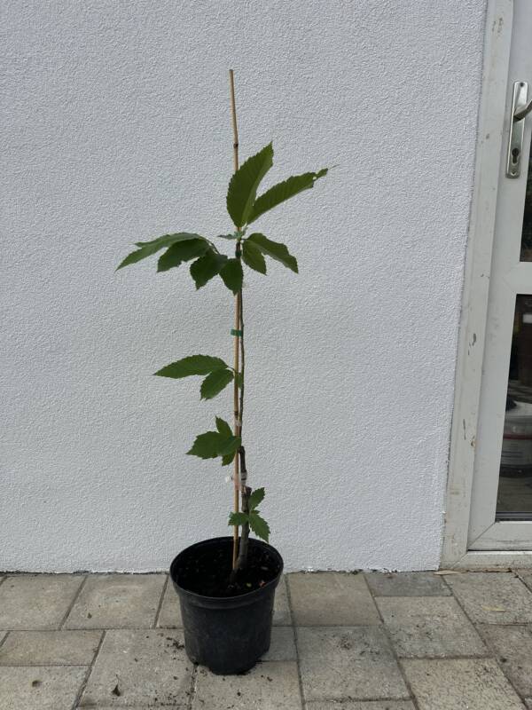 Szelídgesztenye - Castanea sativa 'Bouchle de Betizac' - Image 2