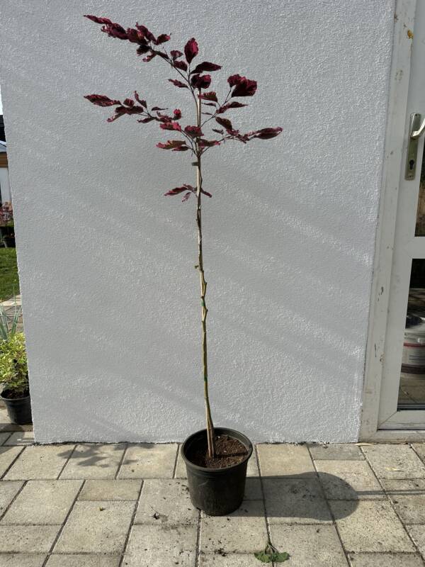 Tarka levelű vérbükk - Fagus sylvatica 'Tricolor'