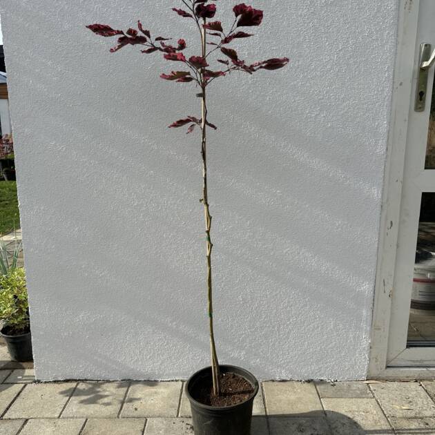 Tarka levelű vérbükk - Fagus sylvatica 'Tricolor'