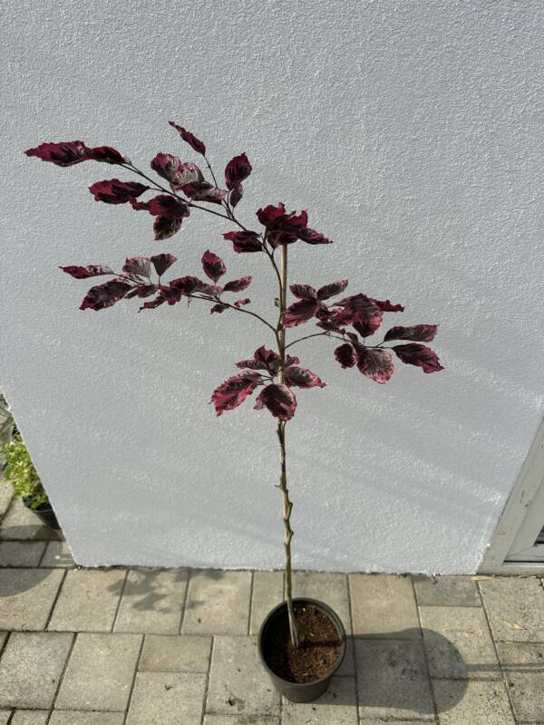 Tarka levelű vérbükk - Fagus sylvatica 'Tricolor' - Image 2