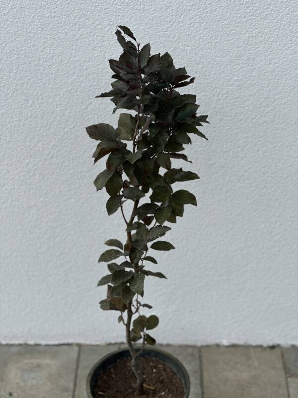 Oszlopos vérbükk - Fagus sylvatica 'Dawyck Purple'