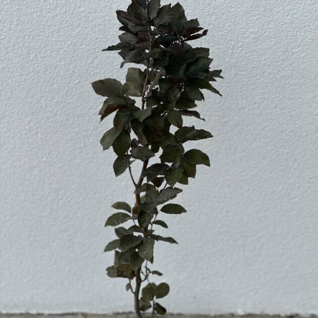 Oszlopos vérbükk - Fagus sylvatica 'Dawyck Purple'